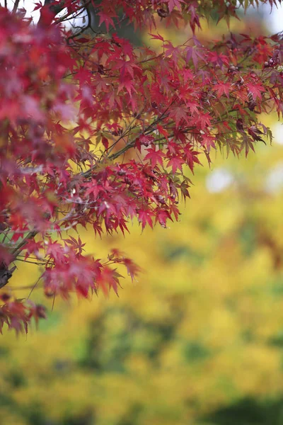 Kırmızı Sonbahar Yaprakları Sonbahar Çiçekleri Japon Akçaağacı Yakın Görüş — Stok fotoğraf