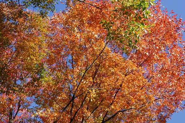 Színes Őszi Levelek Erdőben — Stock Fotó