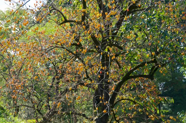 自然の背景にある木の上の新鮮なワンピースのフルーツ — ストック写真