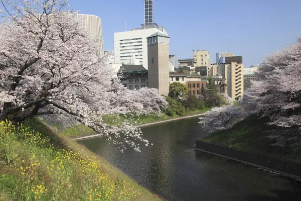 Chiyoda, Tokyo, Japonya 'daki Kitanomaru Park' ının güzel manzarası.