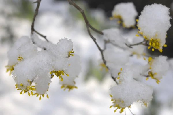 Piękne Drzewo Kwiatami Pokryte Śniegiem — Zdjęcie stockowe