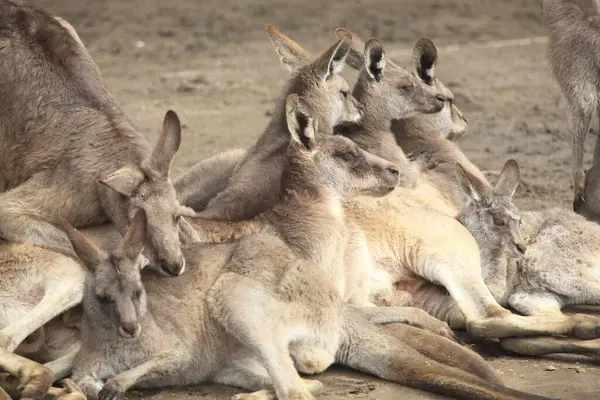 Group Kangaroos Zoo — Stock Photo, Image