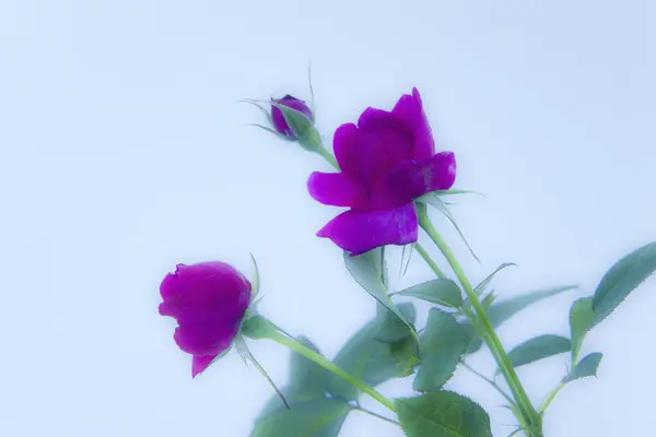 Hermosas Flores Rosas Jardín —  Fotos de Stock