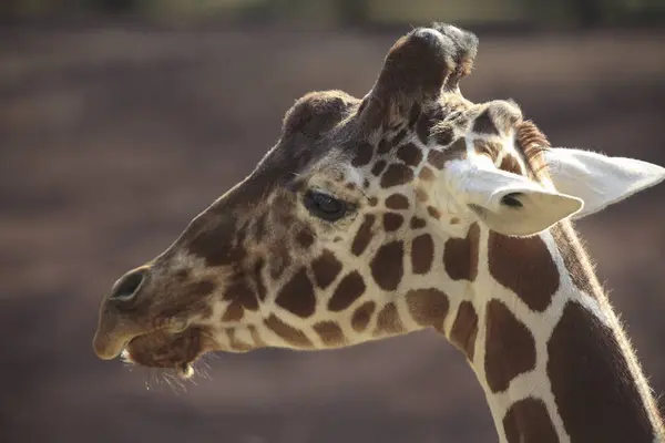 Vedere Laterală Girafei Frumoase Grădina Zoologică Aproape — Fotografie, imagine de stoc