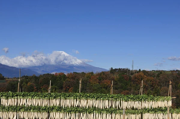 自然を背景にした美しい富士山と大根 — ストック写真
