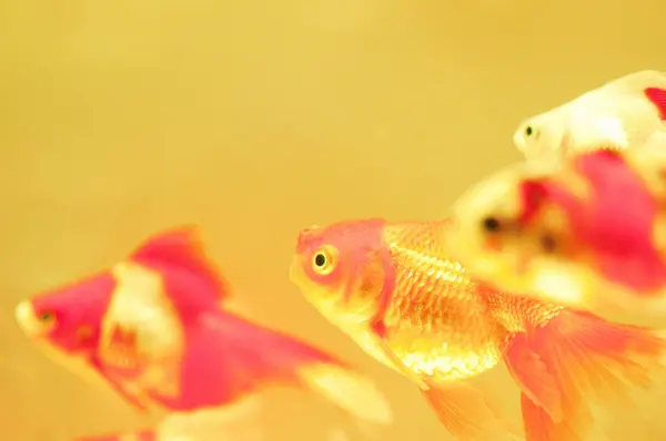 beautiful goldfish swimming in the aquarium on background