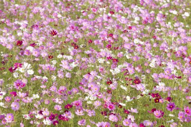 Bahçedeki güzel kozmos çiçekleri     