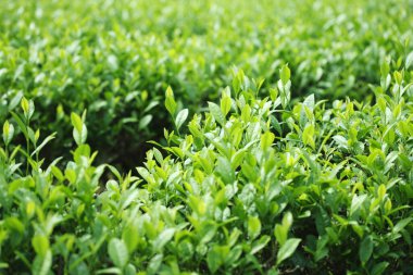 fidanlıkta yetişen yeşil yapraklar