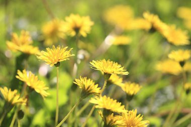 Çayırdaki sarı karahindiba çiçeklerinin yakın görüntüsü