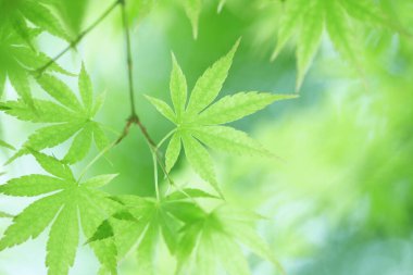 yeşil akçaağaç arka plan bırakır.