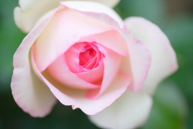 Bahçedeki pembe gülün yakın görüntüsü