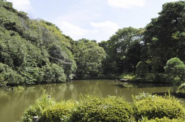 Yeşil ağaçları ve gölü olan güzel bir yaz parkı manzarası.                