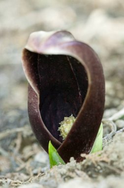 Bahçede yetişen bir bitkinin yakınında.