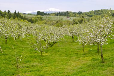 bahar kiraz çiçekleri, çiçekler ve ağaçlar