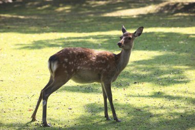 Japonya, Nara 'da bir parkta yürüyen geyik. 