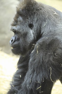 Hayvanat bahçesindeki siyah goril portresini kapat.