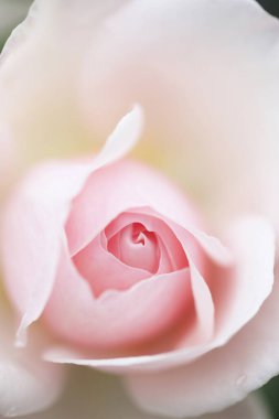 Yumuşak odaklı, bulanık arkaplanlı gül çiçeğine yakın plan