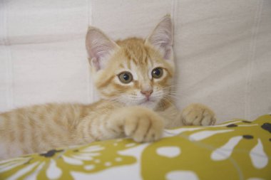 Sevimli kırmızı kedi kanepede yatıyor.