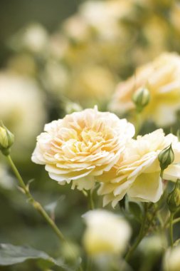 Bahçedeki güzel sarı güllerin manzarasını kapat.