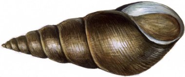 Beyaz arka plan üzerinde deniz kabuğu, yakın çekim