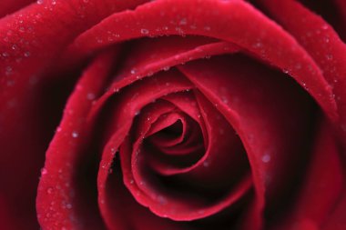 Su damlalı kırmızı gül çiçeği. Kapat.