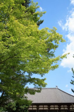 Yeşil ağaçlı güzel şehir parkı manzarası