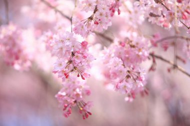 İlkbaharda kiraz ağacının çiçek açması. 