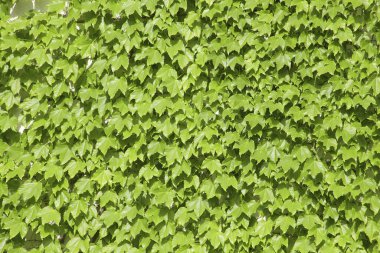 Yapraklı yeşil bir bitki.