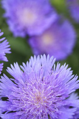 Güzel çiçeklere yakın, doğa arkaplanı