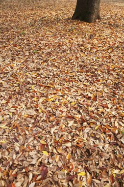 Yerdeki kuru yapraklar