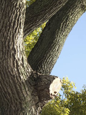 Güneşli bir günde ağaç gövdesinin yakın görüntüsü, doğa bitki örtüsü.