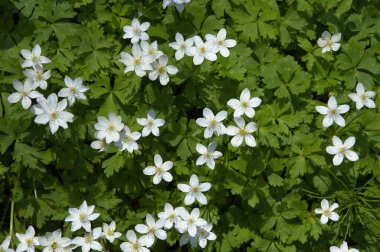 Deniz şakayığının ilk çiçekleri