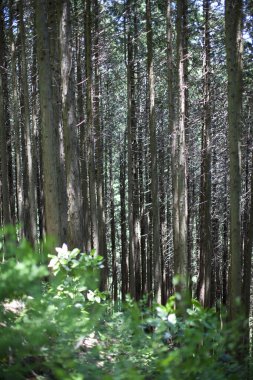Sabah çok güzel bir orman. Doğa arkaplanı