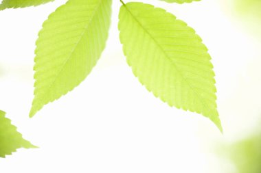 yeşil yapraklar, kapatın