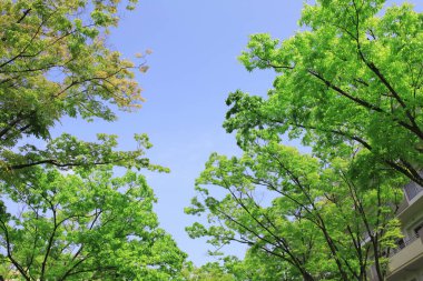 Ormanda yeşil yapraklar