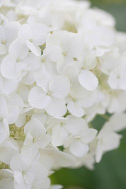 Bahçede beyaz çiçekler