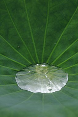 Su damlası yeşil nilüfer yaprağına düşer.