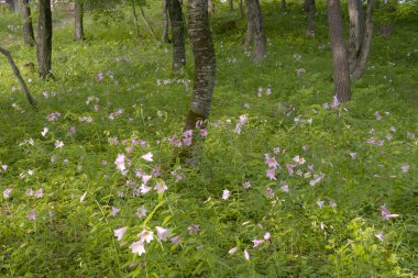 Yazın güzel bir orman.