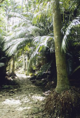 yeşil orman ve tropikal yapraklar