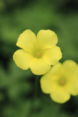 Bahçedeki sarı çiçekler