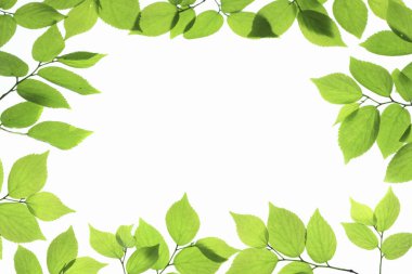 beyaz arkaplanda yeşil yapraklar izole 