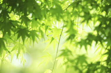 Orman ve ağaç üzerinde yeşil yaprakları