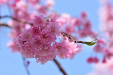 Bahçedeki güzel çiçekler, baharda açan ağaçlar.