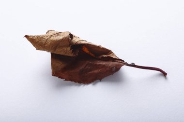 Beyaz arka plan üzerinde sonbahar yaprakları
