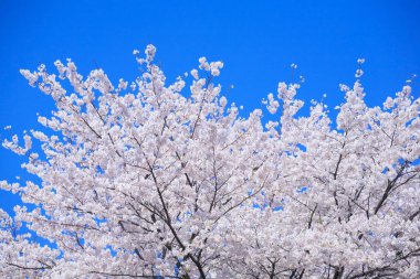 Japonya 'da bahar kiraz çiçeği 