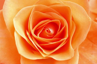 Güzel gül çiçeğini kapat.