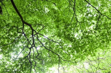 Ormanda yeşil yapraklar