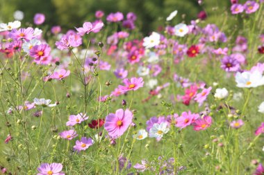 Bahçedeki güzel kozmos çiçekleri