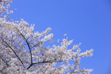 Ağaçtaki güzel beyaz kiraz çiçekleri mavi gökyüzü arka planına karşı