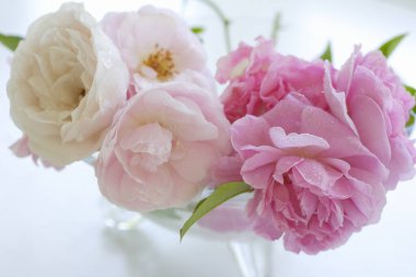 Açık arkaplanda güzel pembe çiçeklerin manzarasını kapat                                 